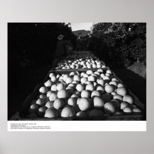 Citrus, januari 1956, door Ansel Adams Poster