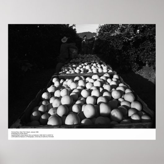 Citrus, januari 1956, door Ansel Adams Poster (Voorkant)