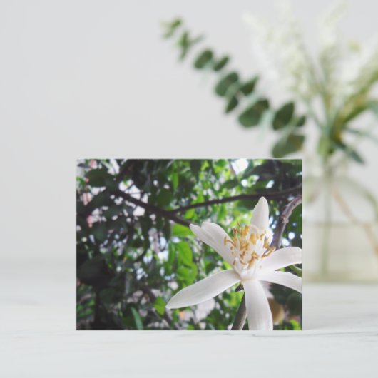 Citrus × limon briefkaart (Staand voorkant)