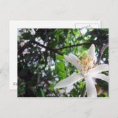 Citrus × limon briefkaart (Voorkant / Achterkant)