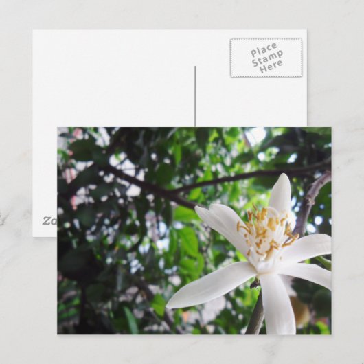 Citrus × limon briefkaart (Voorkant / Achterkant)