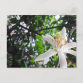 Citrus × limon briefkaart (Voorkant)