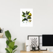 Citrus limonum (Lemon) Poster (Thuiskantoor)