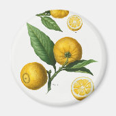  Citrus Magneet (Voorkant)