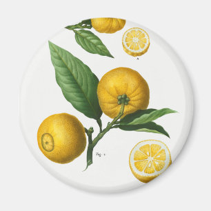  Citrus Magneet