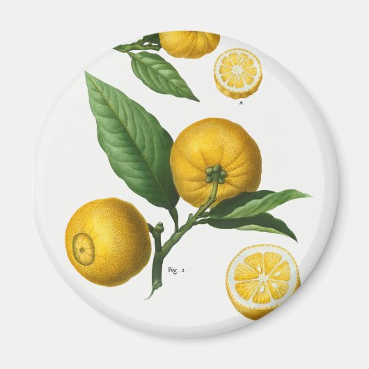  Citrus Magneet (Voorkant)