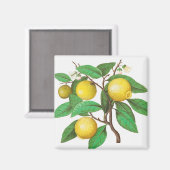 Citrus Magneet (Voorkant / Achterkant)