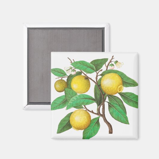 Citrus Magneet (Voorkant / Achterkant)