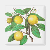 Citrus Magneet (Voorkant)