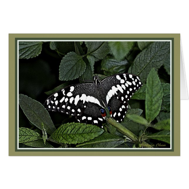 Citrus Swallowtail (Voorkant Horizontaal)