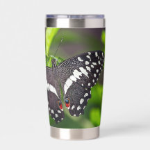 Citrus Swallowtail Vlinder in Tuin