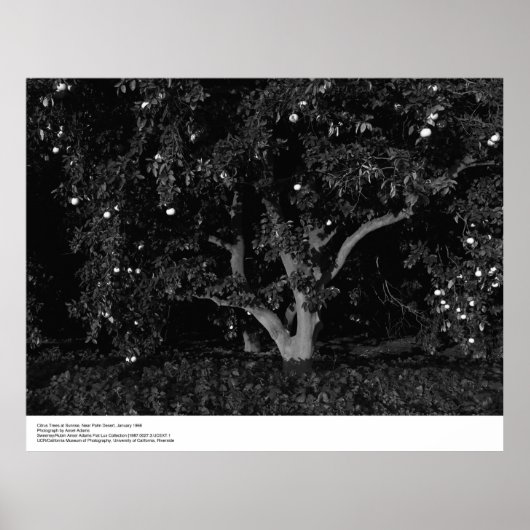 Citrus Trees at Sunrise, januari 1966, Ansel Adams Poster (Voorkant)