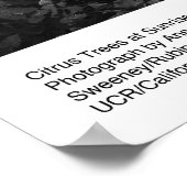 Citrus Trees at Sunrise, januari 1966, Ansel Adams Poster (Hoek)