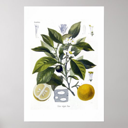 Citrus vulgaris (Sinaasappel) Poster (Voorkant)