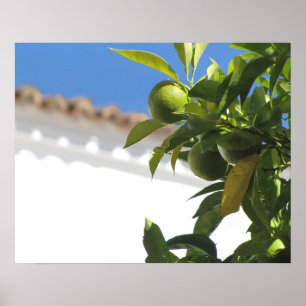 Citrusboom met rijp fruit poster