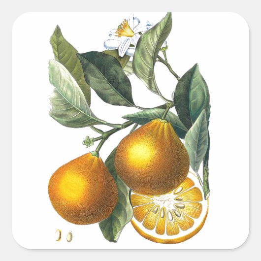Citrusvruchten Sinaasappel Botanische kunst nr. 5 Vierkante Sticker (Voorkant)