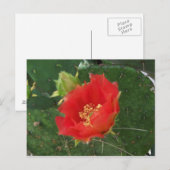 City Cactus 3 briefkaart (Voorkant / Achterkant)