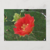 City Cactus 3 briefkaart (Voorkant)