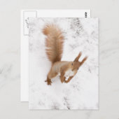 City Squirrel Briefkaart (Voorkant / Achterkant)