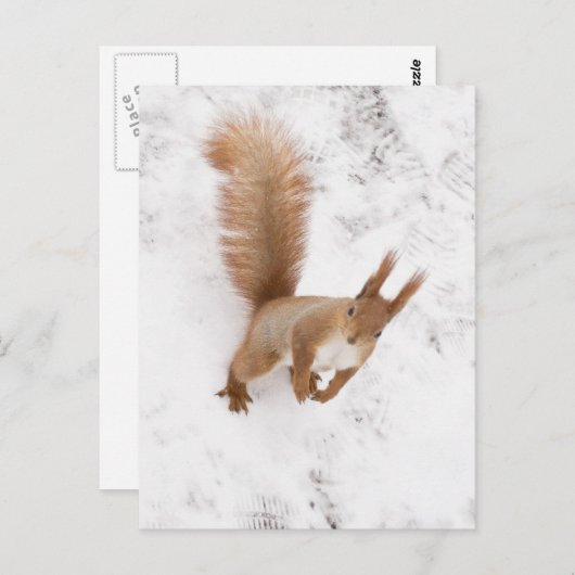 City Squirrel Briefkaart (Voorkant / Achterkant)