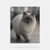 City Strolls and Sapphire Eyes Acryl Bord (Voorkant)