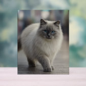 City Strolls and Sapphire Eyes Acryl Bord (Neutraal)