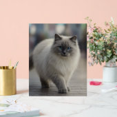 City Strolls and Sapphire Eyes Acryl Bord (Huwelijk)