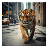 City Tiger Foto Afdruk (Voorkant)