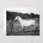 Civil War Horse, jaren 1860 Briefkaart (Voorkant / Achterkant)
