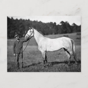 Civil War Horse, jaren 1860 Briefkaart