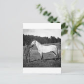 Civil War Horse, jaren 1860 Briefkaart (Staand voorkant)