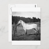 Civil War Horse, jaren 1860 Briefkaart (Voorkant / Achterkant)