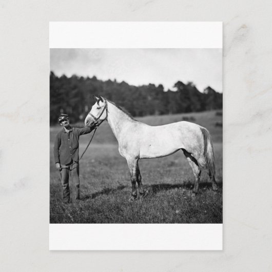 Civil War Horse, jaren 1860 Briefkaart (Voorkant)