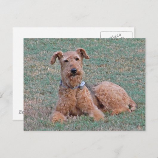 CJ- Airedale Terrier Briefkaart (Voorkant / Achterkant)