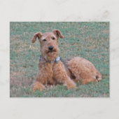 CJ- Airedale Terrier Briefkaart (Voorkant)