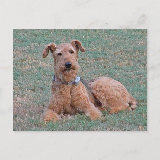 CJ- Airedale Terrier Briefkaart (Voorkant)