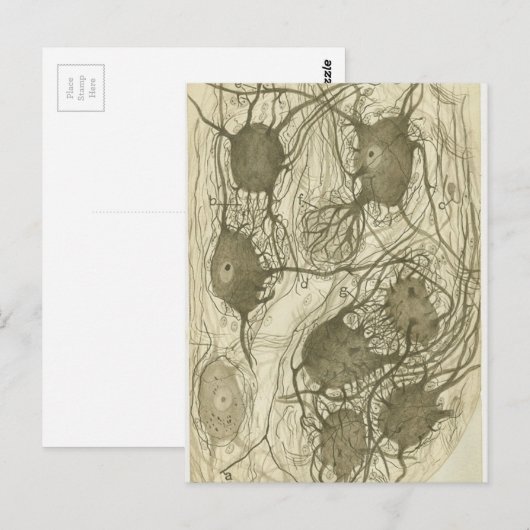 Cjal neuronen 6 briefkaart (Voorkant / Achterkant)