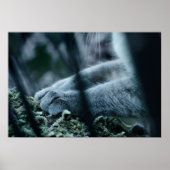 Clad in Velvet Poster (Voorkant)