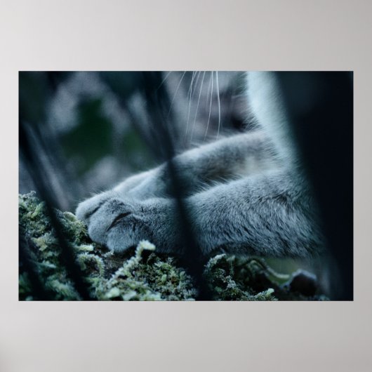 Clad in Velvet Poster (Voorkant)