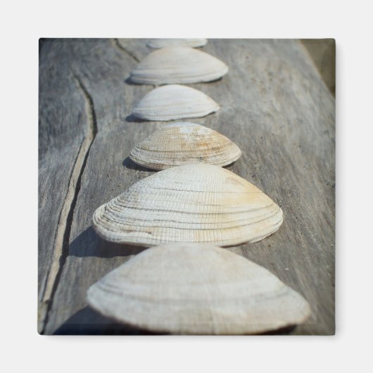 Clam Shells Magnet (Voorkant)