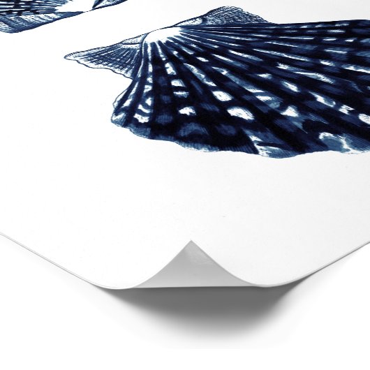 Clam Shells Navy Blue Beach Decor Poster (Hoek)