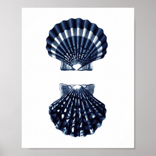 Clam Shells Navy Blue Beach Decor Poster (Voorkant)
