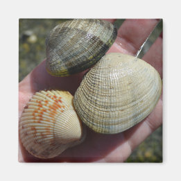 Clams en een kokkelmagneet magneet