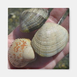 Clams en een kokkelmagneet magneet