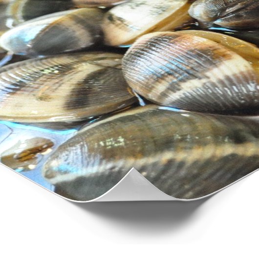 Clams - Up Close en Personal - High Definition Poster (Hoek)