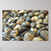 Clams - Up Close en Personal - High Definition Poster (Voorkant)