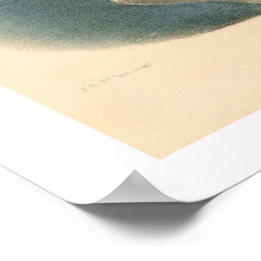 Clan Ross Poster (Hoek)