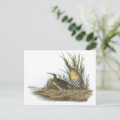Clapper Rail van Audubon Briefkaart (Staand voorkant)