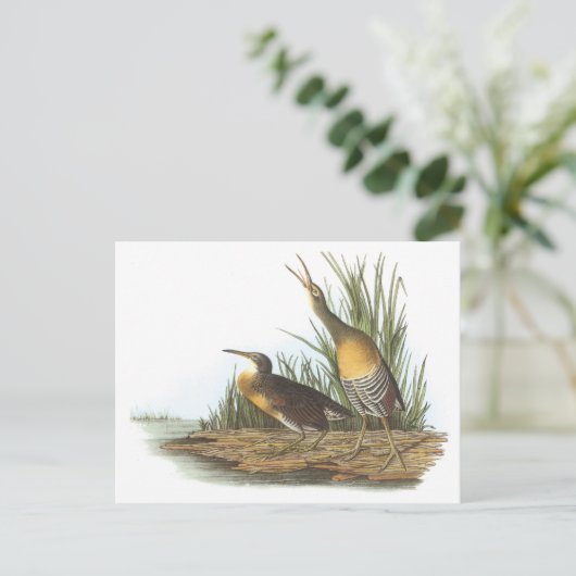 Clapper Rail van Audubon Briefkaart (Staand voorkant)