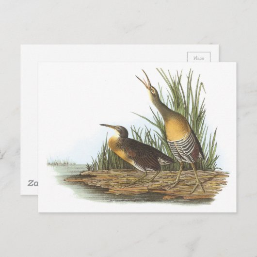 Clapper Rail van Audubon Briefkaart (Voorkant / Achterkant)